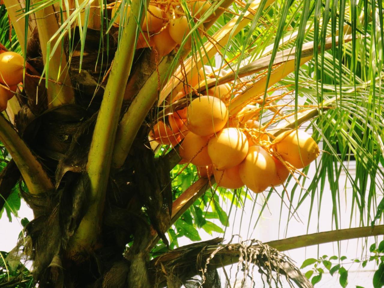 Sea Avenue - Eco Garden Tangalle Exterior foto